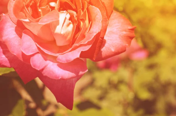 Kleurrijke Achtergrond Roze Bloem Boeket Achtergrond Floral Samenstelling Toned — Stockfoto