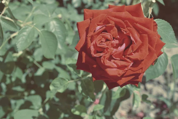 Kleurrijke Achtergrond Roze Bloem Boeket Achtergrond Floral Samenstelling Toned — Stockfoto