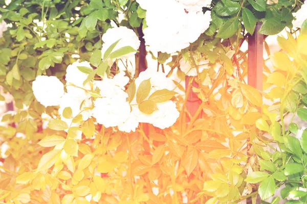 Fondo Colorido Ramo Flores Rosa Fondo Composición Floral Tonificada —  Fotos de Stock