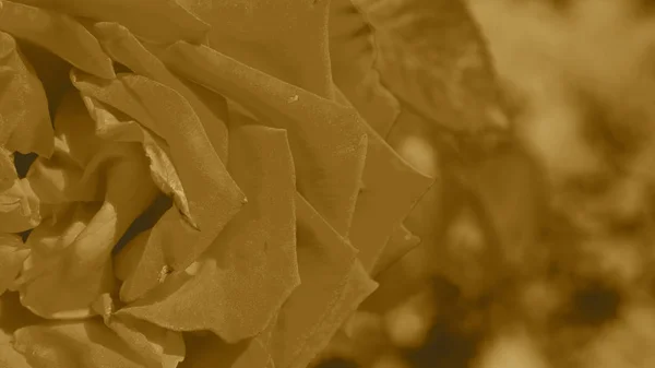 Farbenfrohe Kulisse Rose Blumenstrauß Hintergrund Florale Komposition Abgeschwächt — Stockfoto