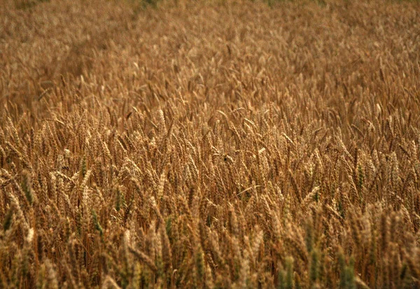 Feld Aus Goldenem Weizen lizenzfreie Stockfotos