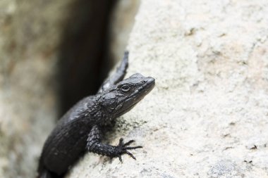 Siyah bir kertenkele portresi.