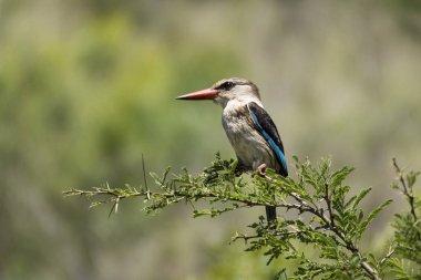 Bir ağaç dalı üzerinde Kingfisher