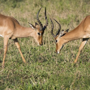 İki impalas oynamadan önce mücadele için yüz yüze.