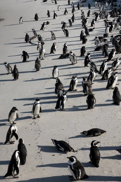 Sahilde bir grup penguen.