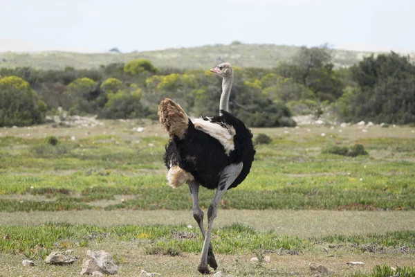 Rear View Male Ostrich — Stock Photo, Image