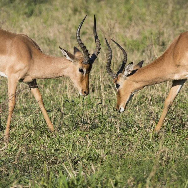 Dos Impalas Cara Cara Antes Jugar Para Luchar —  Fotos de Stock