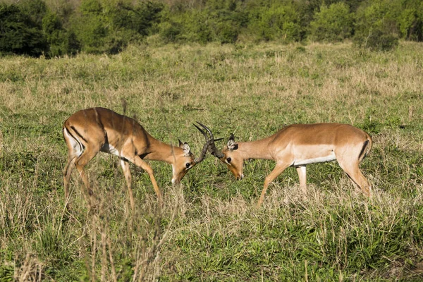 Dos Impalas Cara Cara Antes Jugar Para Luchar —  Fotos de Stock