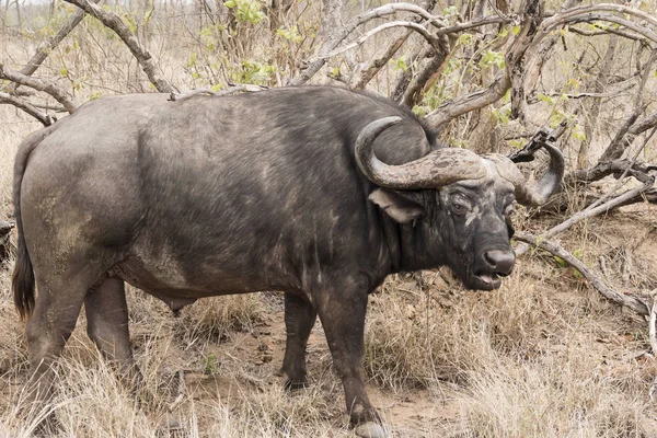 Close Big Buffalo — Stock Photo, Image