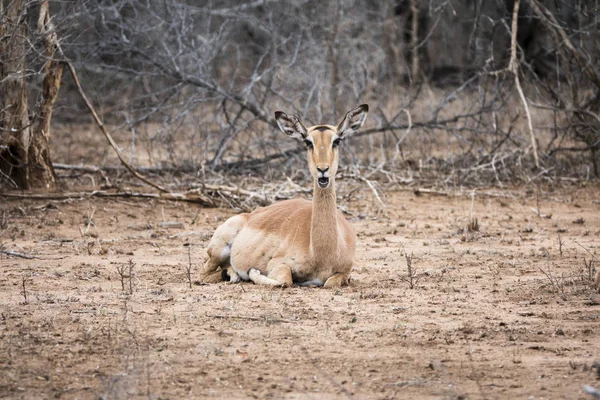 Impala Hembra Tendida Suelo Mirando —  Fotos de Stock