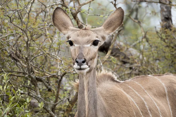 Front View Head Nyala — Stock Photo, Image