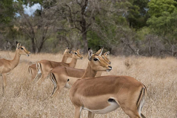 Female Impalas Sensing Danger — Stock Photo, Image