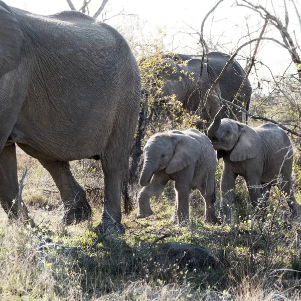 好玩的小大象走在母亲身后 — 图库照片