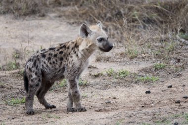 Genç sırtlan yalnız yürüme.