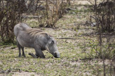 Yemek için dizlerinin üzerinde yaban domuzu