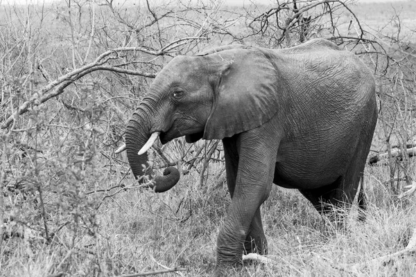 One Elephant Walking Savannah Black White Picture — Stock Photo, Image