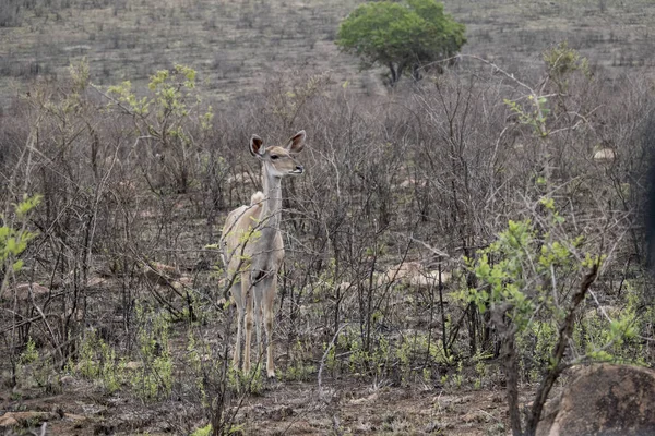 Female Nyala Standing Alone Desolate Landscape — Stock Photo, Image