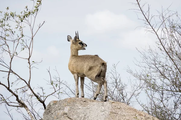 Vista Trasera Trasera Klipspringer Pie Sobre Una Roca —  Fotos de Stock