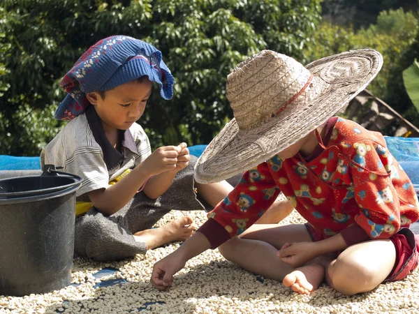 Mae Salong Thailand Januar 2017 Zwei Kleine Thailändische Jungen Sortieren — Stockfoto