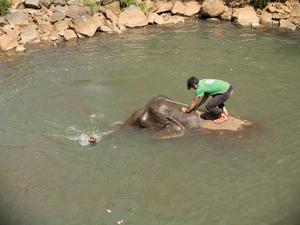 森莫诺罗姆 蒙多基里 柬埔寨 2012年6月8日 大象沐浴在河里与他的年轻的马胡特在他的背上 麻将正在洗护他 照顾他 — 图库照片
