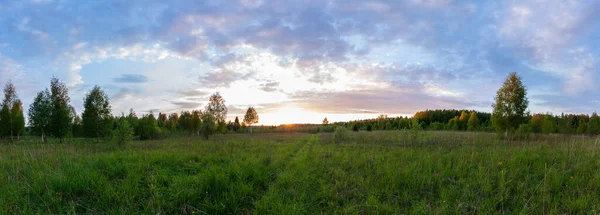 Panorama Van Zonsondergang Landschap Van Zomer Weide Met Groen Gras — Stockfoto