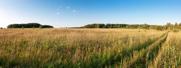 Zomer Natuurlijk Landbouwveld Landschap Prachtige Weide Met Gras Wilde Bloemen — Stockfoto
