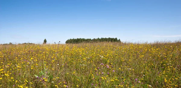 Zomer Natuurlijk Landbouwveld Landschap Prachtige Weide Met Gras Wilde Bloemen — Stockfoto