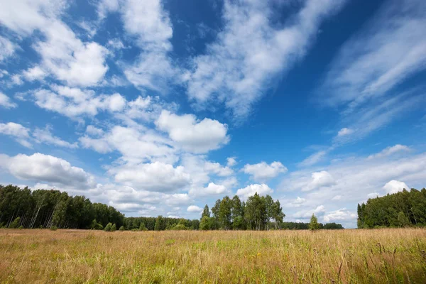 Summer Natural Agricultural Field Landscape Beautiful Meadow Grass Wildflowers Trees — Stock Photo, Image