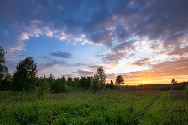 Landschap Van Sanset Van Zomer Veld Met Groen Gras Avond — Stockfoto