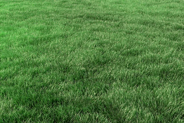 Green Grass Field Background Green Lawn Park Close Perspective View — Stock Photo, Image