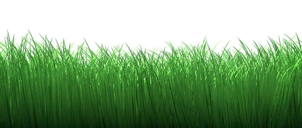 Grüner Grasrand Nahtlos Isoliert Auf Weißem Hintergrund Natur Illustration — Stockfoto