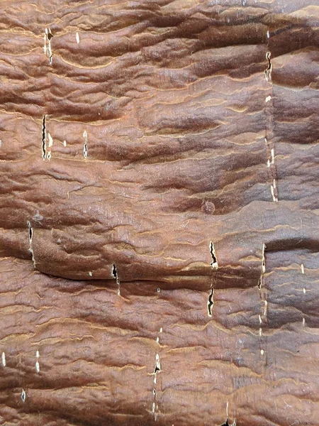 Cassava Bark Texture Natural Brown Color Close View — Stock Photo, Image