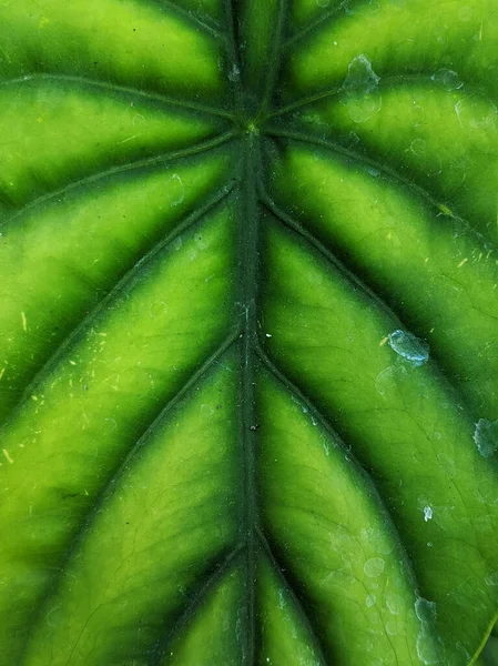 Green Anthurium Leaf Texture Background Top View Shot Image — Stock Photo, Image