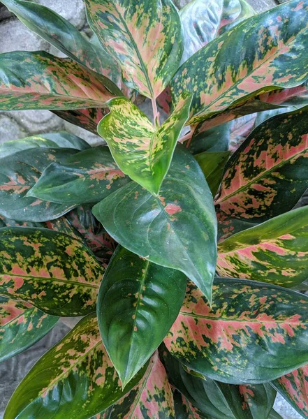 Chinese evergreens flower or aglaonema, beautiful tropical plant