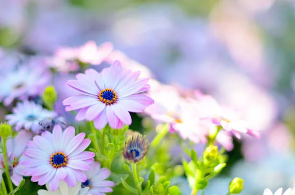 Papatya çiçeği aster aileden. Papatya, papatya, Matricaria
