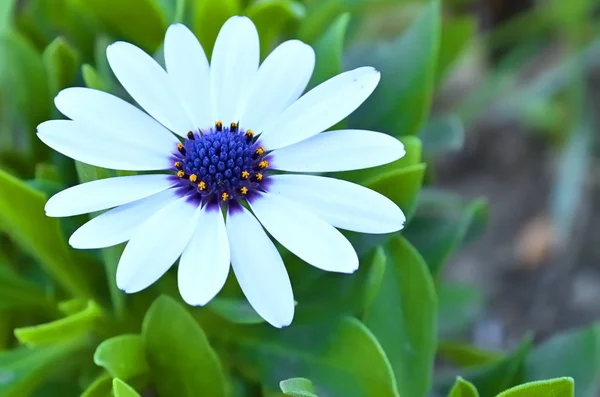 Primrose Blommor Groning Tidigt Våren Primu — Stockfoto