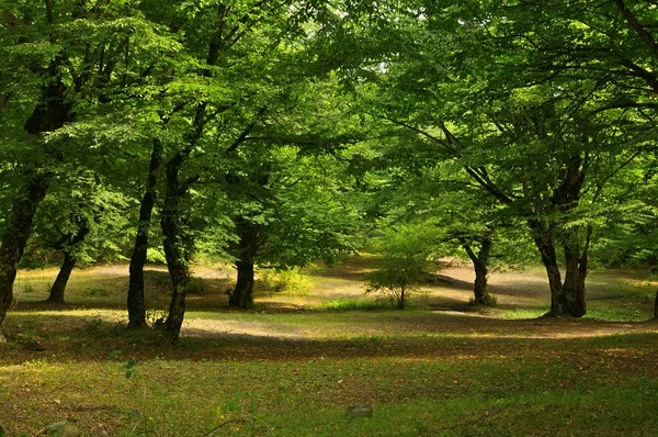 Alberi Ingialliti Una Foresta Autunno Azerbaigian — Foto Stock