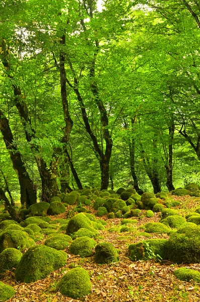 Alberi Ingialliti Una Foresta Autunno Azerbaigian — Foto Stock