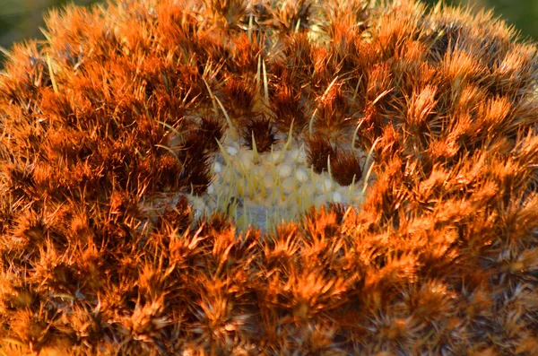 Spiny cactus plant.Peyote.Flowers, buds, fruits of cactus.Cactac — Stock Photo, Image