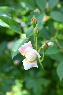 Rosa Odorata.Rose kokulu çay