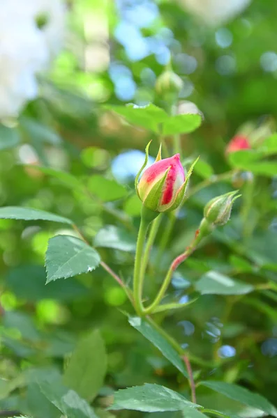 バラの芽の香り、お茶。ローズ芽おどり — ストック写真