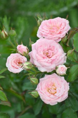 Rosa 'Çifte Zevk'. Açılan kırmızı gül ton.