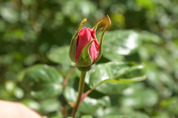 赤いバラの芽と小さな昆虫 — ストック写真