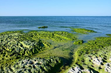Yaz aylarında Hazar Denizi kıyıları