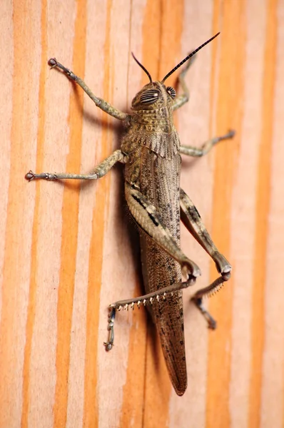 Gray Locust  on a wood board