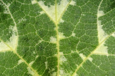 Bir kabak çalıdoğal yeşil yapraklarından Arka plan