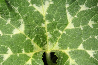 Bir kabak çalıdoğal yeşil yapraklarından Arka plan