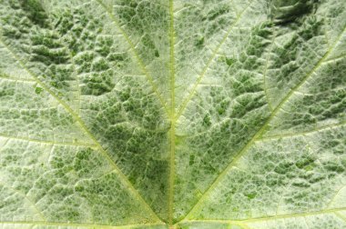 Bir kabak çalıdoğal yeşil yapraklarından Arka plan