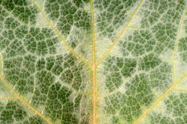 Background from natural green leaves from a pumpkin bush — Stock Photo, Image