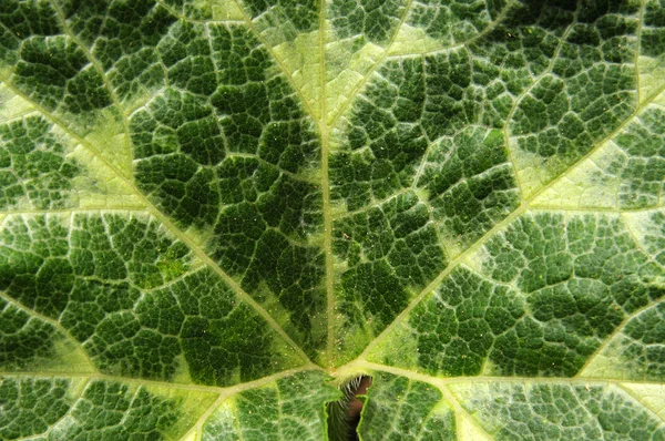 Fundo de folhas verdes naturais de um arbusto de abóbora — Fotografia de Stock